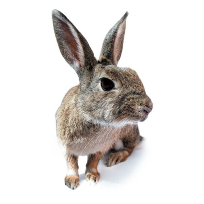Rabbits, Rodents & Small Mammals