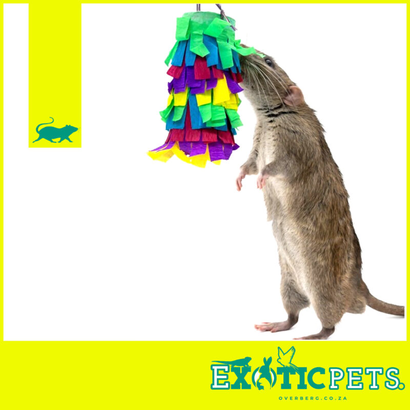 ReTail Pinata (with Handmade Treats inside) 25g | Exotic Pets Overberg