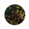 Komodo Jungle Moss 150g - Image 2